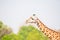 the long neck of a thornicroft\\\'s giraffe