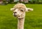 A long-necked apricot coloured Alpaca in Charnwood Forest, UK on a spring day