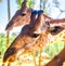 Long-necked giraffe, beautiful spotted, amazing beast.