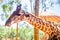 Long-necked giraffe, beautiful spotted, amazing beast.