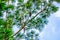 Long Needle Pine with Open Cones