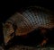 Long nosed armadillo resting in the dark