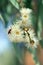 Long-nosed Lycid Beetle, Porrostoma rhipidium, Lycidae, feeding on the blossom nectar of the yellow bloodwood Corymbia leichhardti