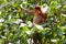 Long nosed monkey sitting in a tree