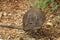 Long-Nosed Potoroo