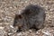 Long-nosed potoroo, Potorous tridactylus, small marsupial looking for food on the ground, Australia