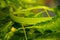 Long-nosed whip snake in siamese neem tree.