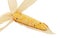 Long ornamental sweetcorn cob with yellow niblets