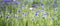 Long panoramic view of beautiful group of cornflowers in park