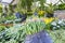 Long pants used as planters with Sansevieria and tulips, hydrangea and daffodils