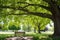 long park bench under a wide-spreading shade tree in museum grounds