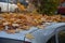 The long-parked car under the trees turned into a forest still life with a layer of leaves on the hood and windshield. no one brok