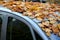 The long-parked car under the trees turned into a forest still life with a layer of leaves on the hood and windshield. no one brok