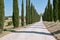 Long path lined with cypresses