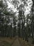 A long path in a pine forest