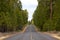 Long Paved Road in Forest