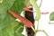 Long pepper or Piper longum on tree.