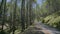 Long pine tree and bike moving on the road