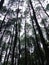 Long pine tree sillhouette taken from above