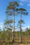 Long pines growing in swamps of northern Karelia, Russia