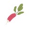 Long pink tuber of fresh radish with tops. Icon of raw root vegetable with leaves. Organic farm veggie. Flat vector