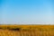 Long Point Marsh, Massachusetts, National Seashore