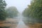 Long pond and forest park trees in fog