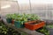 Long pots with seedlings of peppers stand in the greenhouse