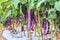 Long purple eggplant or fresh solanum melongena hanging on tree in vegetable farm