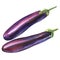 Long purple japanese eggplant, fresh whole vegetable, close-up, organic food, isolated, hand drawn watercolor