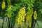 Long racemes of yellow flowers of Laburnum anagyroides
