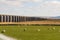 Long  railway viaduct with sheep in foreground