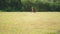 Long range telephoto picture of asian chinese woman yoga yogi in the park