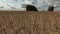 Long Rapeseed stubble on field after harvesting and clouds, time lapse