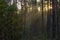 Long rays of sun in autumn forest. Sunrise in forest. Sunny forest