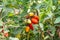 Long red italian datterini pomodori tomatoes growing in greenhouse, used for passata, pasta and salades