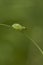 Long Reed Frog, Hyperolius nasutus