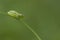 Long Reed Frog, Hyperolius nasutus