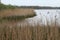 Long reeds in the lake