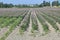 Long Ripening Strawberry Field