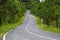 Long road with curving up hill tree tunnel.