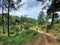 Long Road in Rainforest