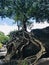 Long roots of a big tree