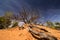 Long roots lead to a gnarly tree in the desert.