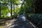 A long rough black footpath through the park covered with fallen autumn leaves surrounded by lush green trees, plants and grass