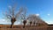 Long row of bare mulberry trees in a countryside of north east Italy. Morus Alba is the scientific name.