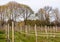 A long row of grape vines planted in the fields of a vineyard