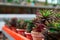 Long row of pots with succulents, perspective. Plants of Haworthia, selective focus, blurred background. Copy space.