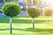 Long row of young decorative ever-green trees with lash round neatly trimmed foliage, ornamental plants growing on lawn fresh