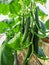 Long rows of cucumber vines to grow vertically in the greenhouse